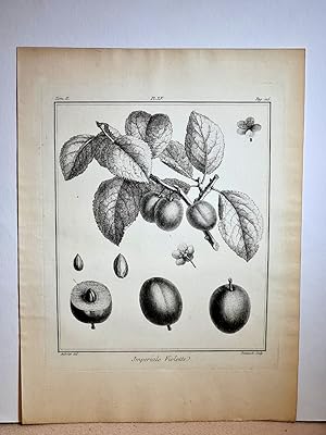 Imperiale Violette. Kupferstich von Polelnich nach Aubriet um 1768. ( Tom II, Plate XV, Page 116 ...