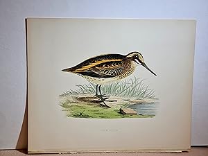 Image du vendeur pour Jack Snipe ( Zwergschnepfe ). Handkolorierte Lithographie auf strkerem Papier wohl um 1891. mis en vente par Antiquariat Friederichsen