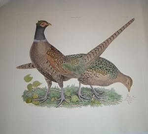 Image du vendeur pour Pheasants M & F - Plate LXXIIPlates to Selby's Illustrations of British Ornithology & Water Birds. mis en vente par Wittenborn Art Books
