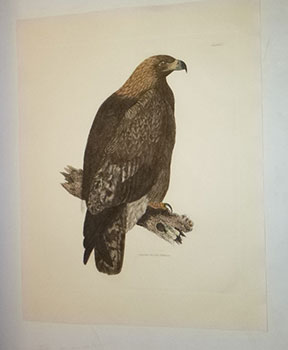 Image du vendeur pour Golden Eagle. Female. Plate I.Plates to Selby's Illustrations of British Ornithology & Water Birds. mis en vente par Wittenborn Art Books
