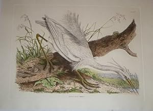 Image du vendeur pour Little Egret Heron. Plate V.Plates to Selby's Illustrations of British Ornithology & Water Birds. mis en vente par Wittenborn Art Books