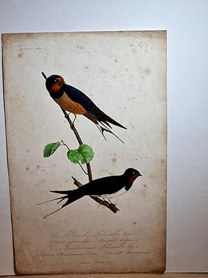 Die Rauch-Schwalbe, Hirundo rustica - Hirondelle de cheminee / Die Boisseneaus Schwalbe. Altkolor...