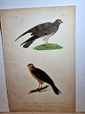 Seller image for Wiesen-Weihe, altes Mnnchen + altes Weibchen / Falco cineraceus Montagu - Busard Montagu. Altkolorierte Radierung auf Papier, Tafelnummer 38. Wohl um 1800 herum gedruckt. for sale by Antiquariat Friederichsen