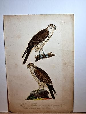 Würg-Falke, altes Männchen + junges Weibchen / Falco laniarius auct. - Faucon lanier. Altkolorier...