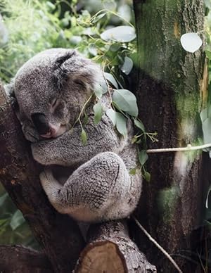 Bild des Verkufers fr Resting: The Koala Is an Arboreal Herbivorous Marsupial Native to Australia. It Is the Only Extant Representative of the Family zum Verkauf von moluna