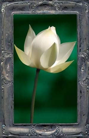 Seller image for Letting the Lotus Bloom: The Expression of Soul Through Flowers for sale by moluna