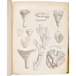 Bild des Verkufers fr The Fossils of the South Downs; or, Illustrations of the Geology of Sussex zum Verkauf von Bruce Marshall Rare Books