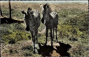 Ansichtskarte / Postkarte afrikanische Wildtiere, Zebras