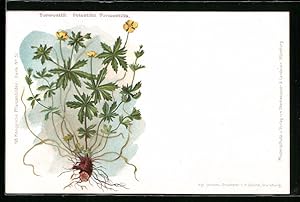 Bild des Verkufers fr Ansichtskarte Heilpflanze Potentilla Tormentilla zum Verkauf von Bartko-Reher