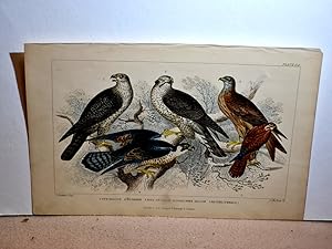 Gyr Falcon - Goshawk - Kite or Glead - Peregrine Falcon - Kestil ( Female ). FarbigeLithographie ...
