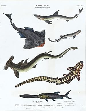 Bild des Verkufers fr Ichthyology - Order Chondropterygii - Genus Squalus (Shark). zum Verkauf von Peter Harrington.  ABA/ ILAB.