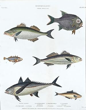 Bild des Verkufers fr Ichthyology - Order Thoracici - Genus Sciaena. Plate XI zum Verkauf von Peter Harrington.  ABA/ ILAB.