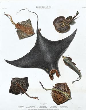 Bild des Verkufers fr Ichthyology - Order Chondropterygii - Genus Raja (Ray). zum Verkauf von Peter Harrington.  ABA/ ILAB.