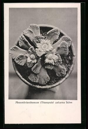 Bild des Verkufers fr Ansichtskarte Kaktus mit Blten von oben, Mesembrianthemum calcarea Schw. zum Verkauf von Bartko-Reher