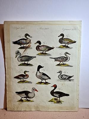 Wasservögel verschiedener Art: Die Krick-Ente (Anas Crecca, L.). - Die Taucher-Ente (Mergus merga...