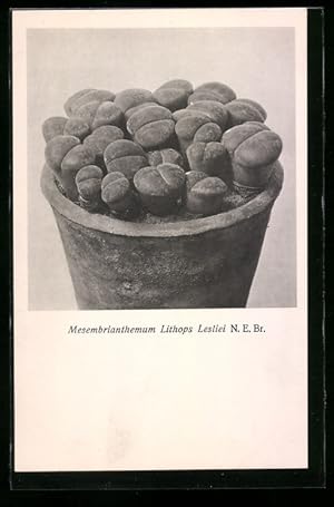 Bild des Verkufers fr Ansichtskarte Kaktus Mesembrianthemum Lithops Lesliei N. E. Br. zum Verkauf von Bartko-Reher