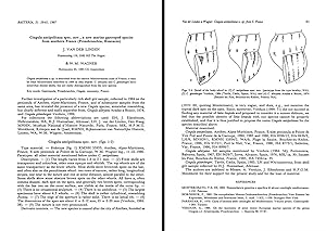 Imagen del vendedor de Cingula antipolitana spec. nov., a new marine gastropod species from Southern France (Prosobranchia, Rissoacea). In 8, bross., pp. 3 con 4 fig. a la venta por NATURAMA