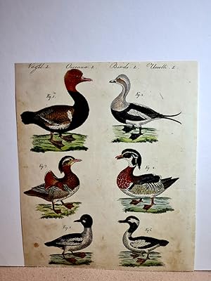 Enten verschiedener Art: Die Kolben-Ente (Anas rufina) - Die Winter-Ente (Anas glacialis) - Die c...