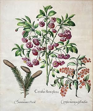 "I. Cerasus flore pleno - II. Cerasus racemosa Sylvestris - III. Summitates Picea",