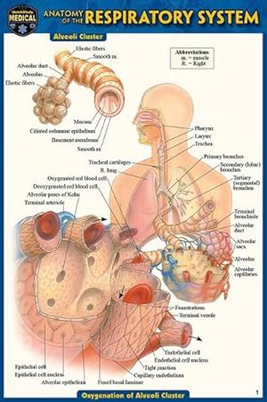 Seller image for Anatomy of the Respiratory System (Pocket-Sized Edition - 4x6 Inches) for sale by Grand Eagle Retail
