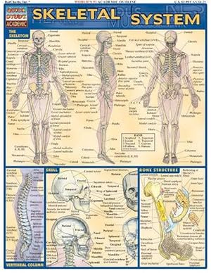 Seller image for Skeletal System (Paperback) for sale by Grand Eagle Retail
