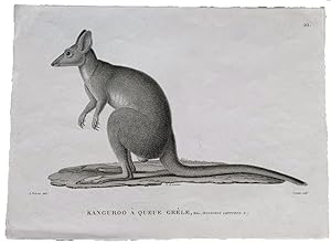 "Kanguroo à queue grèle, Mâle: (Kangurus lepturus. N.)." Proof engraving (before substantial chan...