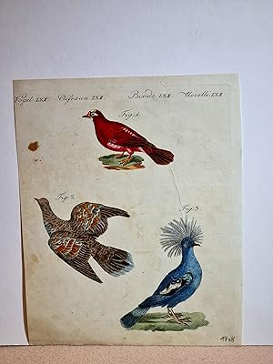 Schöne ausländische Tauben: Die Indische Karmesintaube (Columba rosea) - Die Goldflügel-Taube (Co...