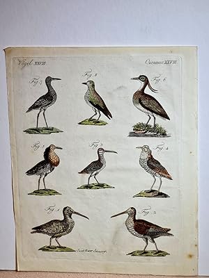 Merkwürdige Sumpfvögel: Die Waldschnepfe (Scolopax rusticola) - Die Heerschnepfe (Scolopax gallin...