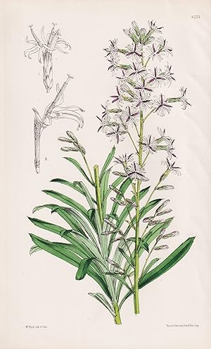 Seller image for Ainsliaea Walkeri. Tab. 6225" - Hong-Kong / Pflanze Planzen plant plants / flower flowers Blume Blumen / botanical Botanik botany / aus "Curtis's Botanical Magazine; or Flower-Garden Displayed" for sale by Antiquariat Steffen Vlkel GmbH