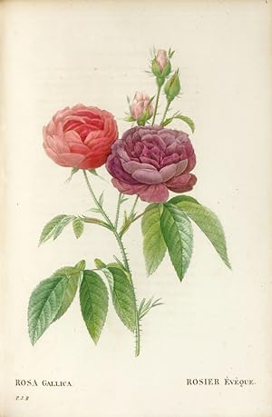 Seller image for Les Roses, peintes par P.J. Redout. for sale by Librairie Camille Sourget