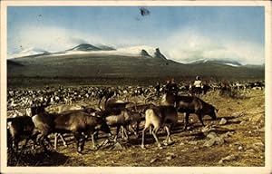 Ansichtskarte / Postkarte Lappland, Rentierherde, Hirten, Im Hintergrund Berge