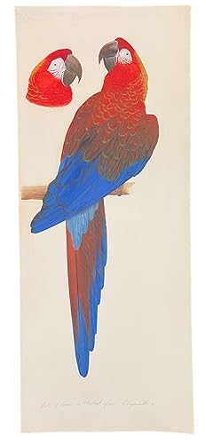 Immagine del venditore per Macaw venduto da Donald A. Heald Rare Books (ABAA)
