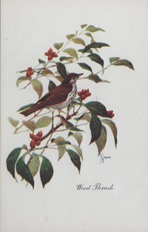 Immagine del venditore per bird postcard: Wood Thrush venduto da Mobyville
