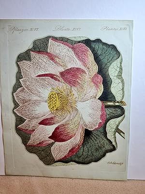 Pracht-Blumen: Die prächtige Nelumbo. (Nelumbium speciosum). Altkolorierter Kupferstich auf Bütte...