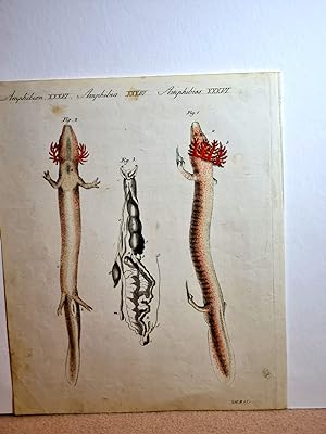 Der schlangenartige Proteus. Altkolorierter Kupferstich auf Büttenpapier aus dem *Bilderbuch für ...
