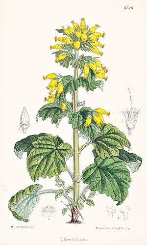 Seller image for Scrophularia Chrysantha. Tab. 6629" - Asia Minor / Pflanze Planzen plant plants / flower flowers Blume Blumen / botanical Botanik botany / aus "Curtis's Botanical Magazine; or Flower-Garden Displayed" for sale by Antiquariat Steffen Vlkel GmbH