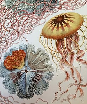 Seller image for Kunst-Formen der Natur.; Art Forms in Nature for sale by Rare Illustrated Books
