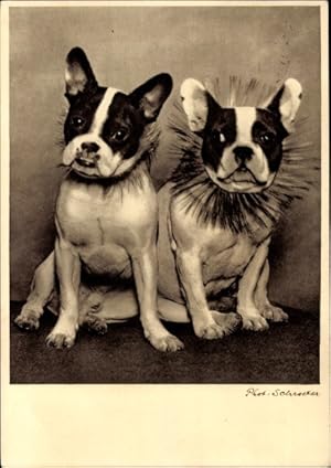 Ansichtskarte / Postkarte Tierportrait, zwei Hunde, Bulldoggen