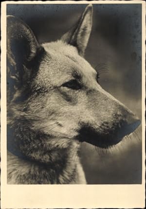 Ansichtskarte / Postkarte Hundeportrait, Schäferhund