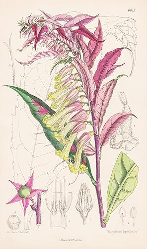 Bild des Verkufers fr Amasonia Calcycina. Tab. 6915" - British Guiana / Guyana South America / Pflanze Planzen plant plants / flower flowers Blume Blumen / botanical Botanik botany / aus "Curtis's Botanical Magazine; or Flower-Garden Displayed" zum Verkauf von Antiquariat Steffen Vlkel GmbH