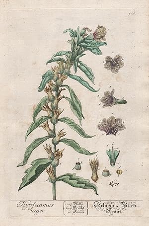 "Hyosciamus niger - Schwarz Bilsen Kraut" - Hyoscyamus niger Schwarzes Bilsenkraut henbane nights...