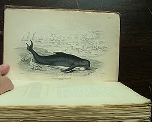 Seller image for The Naturalist's Library. Mamalia. Vol. VI on the Ordinary Cetacea or Whales for sale by Frogtown Books, Inc. ABAA