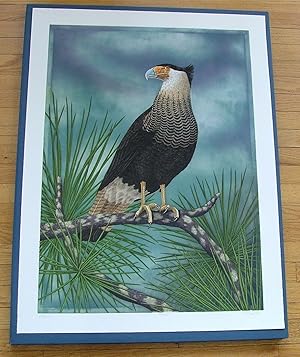 Caracara, an original copper plate engraving from the collection of twenty Birds of Florida. 1/10...