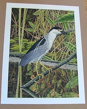 Black Crowned Night Heron, an original copper plate engraving from the collection of twenty Birds...