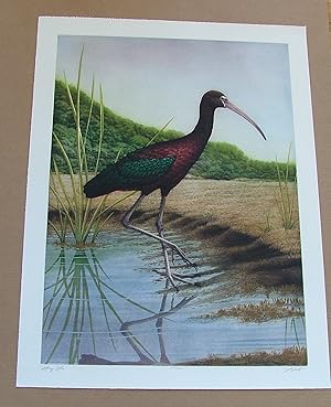 Glossy Ibis, an original copper plate engraving from the collection of twenty Birds of Florida. 1...