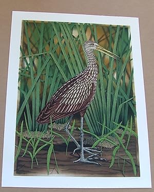 Limpkin, an original copper plate engraving from the collection of twenty Birds of Florida. 1/250...