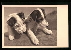 Ansichtskarte Zwei Hundewelpen, Tierschutz Wien