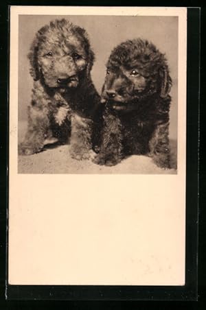 Ansichtskarte Kleine Hundewelpen, Österreichischer Tierschutzverein
