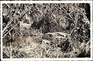 Ansichtskarte / Postkarte Pointe Noire, Kaiman am Fluss Loeme