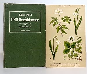 Bilder-Atlas der Frühlingsblumen.